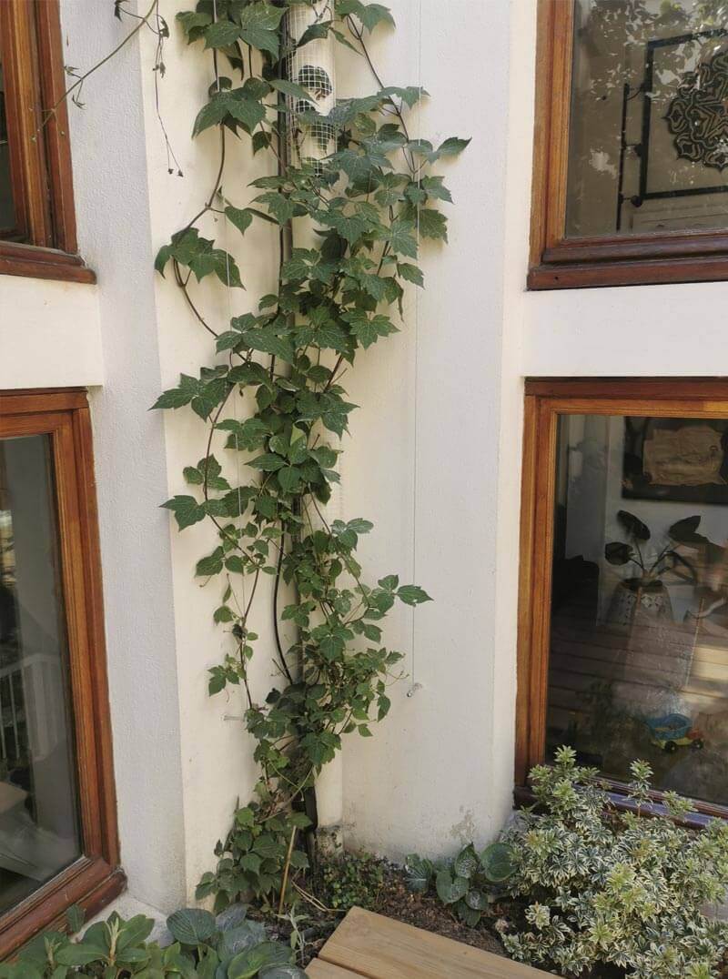 Plantes grimpantes pour un Aménagement d'un patio cour intérieure à Paris 18e